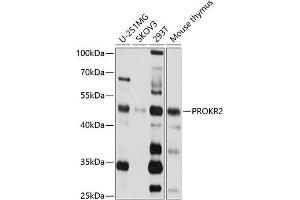 Western blot analysis of extracts of various cell lines, using PROKR2 antibody (ABIN3017073, ABIN3017074, ABIN3017075 and ABIN6219941) at 1:1000 dilution. (Prokineticin Receptor 2 抗体)