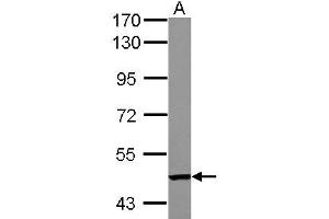 Western Blotting (WB) image for anti-Tandem C2 Domains, Nuclear (TC2N) (AA 1-147) antibody (ABIN1501338) (TC2N 抗体  (AA 1-147))