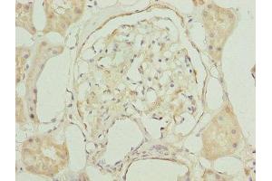 Immunohistochemistry of paraffin-embedded human kidney tissue using ABIN7154676 at dilution of 1:100 (GNG5 抗体  (AA 2-65))
