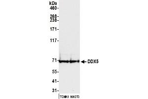 Western Blotting (WB) image for anti-DEAD (Asp-Glu-Ala-Asp) Box Polypeptide 5 (DDX5) (C-Term) antibody (ABIN7454642) (DDX5 抗体  (C-Term))