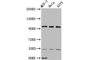 Western Blot Positive WB detected in: MCF-7 whole cell lysate, Hela whole cell lysate, A375 whole cell lysate All lanes: EIF3C antibody at 3. (EIF3C 抗体  (AA 201-500))