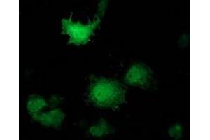 Anti-PNMT mouse monoclonal antibody (ABIN2454534) immunofluorescent staining of COS7 cells transiently transfected by pCMV6-ENTRY PNMT (RC206586). (PNMT 抗体)