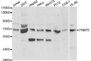 Western blot analysis of extracts of various cell lines, using PRMT5 antibody. (PRMT5 抗体  (AA 40-140))