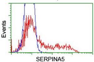 HEK293T cells transfected with either RC203599 overexpress plasmid (Red) or empty vector control plasmid (Blue) were immunostained by anti-SERPINA5 antibody (ABIN2455637), and then analyzed by flow cytometry. (SERPINA5 抗体)