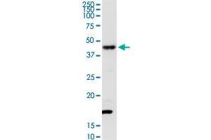 TXNDC4 MaxPab rabbit polyclonal antibody. (ERP44 抗体  (AA 1-406))