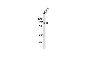Western blot analysis in MCF-7 cell line lysates (35ug/lane). (ESR2 抗体  (AA 369-397))