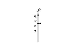 Western blot analysis of lysate from T47D cell line, using RXRA Antibody (Center) (ABIN651113 and ABIN2840079). (Retinoid X Receptor alpha 抗体  (AA 196-224))