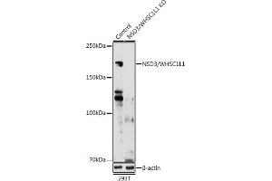 Western blot analysis of extracts from normal (control) and NSD3/WHSC1L1 knockout (KO) 293T cells, using NSD3/WHSC1L1 antibody (ABIN6130794, ABIN6150215, ABIN6150216 and ABIN6221225) at 1:1000 dilution. (WHSC1L1 抗体  (AA 1-270))