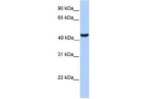 ABHD5 antibody used at 1 ug/ml to detect target protein. (ABHD5 抗体  (C-Term))