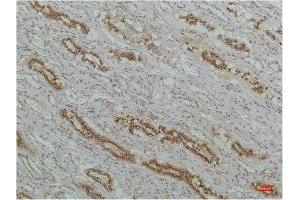Immunohistochemistry (IHC) analysis of paraffin-embedded Human Kidney Tissue using IkappaB beta Mouse Monoclonal Antibody diluted at 1:200. (NFKBIB 抗体)