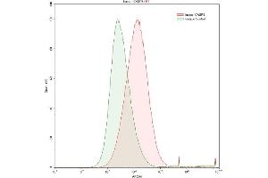 Detection of CASP8 in HepG2 human hepatocellular carcinoma cell line using Polyclonal Antibody to Caspase 8 (CASP8) (Caspase 8 抗体  (AA 217-384))