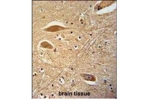 FIBB Antibody (N-term) (ABIN390413 and ABIN2840802) immunohistochemistry analysis in formalin fixed and paraffin embedded human brain tissue followed by peroxidase conjugation of the secondary antibody and DAB staining. (Fibrinogen beta Chain 抗体  (N-Term))