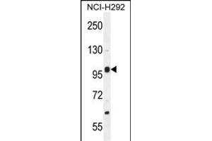 NBPF8 Antibody (N-term) (ABIN655536 and ABIN2845048) western blot analysis in NCI- cell line lysates (35 μg/lane). (NBPF8 抗体  (N-Term))