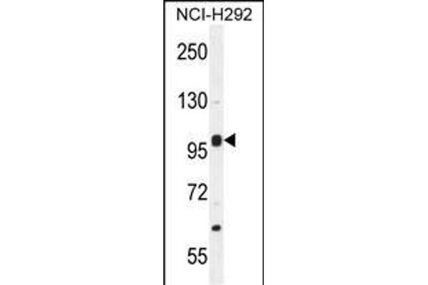 NBPF8 抗体  (N-Term)