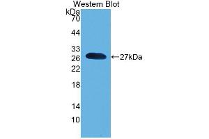 Western blot analysis of the recombinant protein. (Pronociceptin (AA 12-181) 抗体)