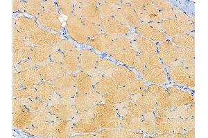 ABIN6258384 and ABIN6274981 at 1/100 staining Rat skin tissue by IHC-P. (CDC42EP4 抗体  (Internal Region))