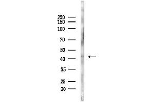 Western blot analysis of lysates from Mouse liver, using Granzyme B/H Antibody at 1/1000 dilution.