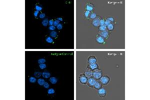 Live Cell Imaging (LCI) image for anti-Corticotropin Releasing Hormone Receptor 1 (CRHR1) (AA 31-44), (Extracellular), (N-Term) antibody (ABIN7886254)