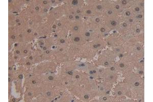 IHC-P analysis of Human Liver Tissue, with DAB staining. (ARG 抗体  (AA 1-322))