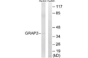 Western blot analysis of extracts from HuvEc cells, using GRAP2 antibody.