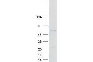 Western Blotting (WB) image for serpin Peptidase Inhibitor, Clade A (Alpha-1 Antiproteinase, Antitrypsin), Member 4 (SERPINA4) protein (Myc-DYKDDDDK Tag) (ABIN2723970)