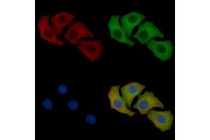 OR1E1 Mouse Monoclonal Antibody staining Hela cells by IF/ICC.