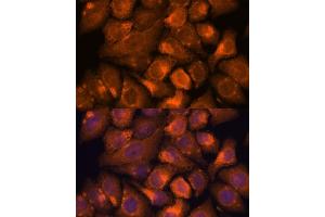 Immunofluorescence (IF) image for anti-Nucleoredoxin (NXN) (AA 100-280) antibody (ABIN7269054)