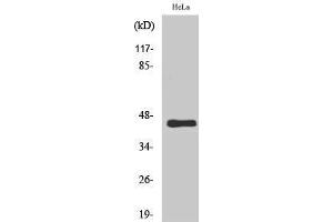Western Blotting (WB) image for anti-Motilin Receptor (MLNR) (C-Term) antibody (ABIN3180655)