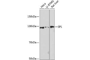 Western blot analysis of extracts of various cell lines, using SP1 antibody (ABIN7270505) at 1:1000 dilution. (SP1 抗体)