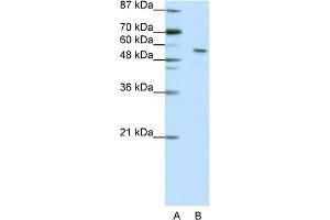 WB Suggested Anti-INSM2 Antibody Titration:  2. (INSM2 抗体  (N-Term))
