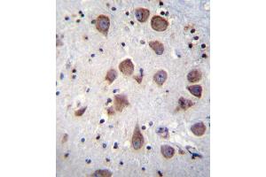 PDE1B Antibody (C-term) (ABIN655791 and ABIN2845221) immunohistochemistry analysis in formalin fixed and paraffin embedded human brain tissue followed by peroxidase conjugation of the secondary antibody and DAB staining. (PDE1B 抗体  (C-Term))