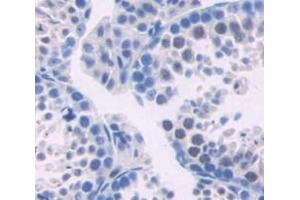 IHC-P analysis of testis tissue, with DAB staining. (TYMS 抗体  (AA 36-313))