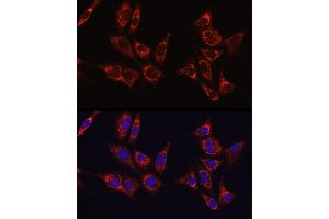 Immunofluorescence analysis of NIH/3T3 cells using IDH1 Rabbit pAb (ABIN3023105, ABIN3023106, ABIN3023107 and ABIN6219391) at dilution of 1:50 (40x lens). (IDH1 抗体  (AA 1-414))