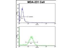 Flow cytometric analysis of MDA-231 cells using COLEC11 Antibody (N-term)(bottom histogram) compared to a negative control (top histogram). (COLEC11 抗体  (N-Term))