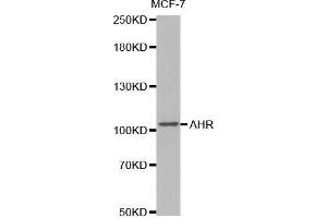 Western blot analysis of extracts of MCF7 cells lines, using AHR antibody. (Aryl Hydrocarbon Receptor 抗体  (AA 619-848))
