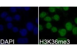 Immunofluorescence (IF) image for anti-Histone 3 (H3) (H3K36me3) antibody (ABIN3016039)