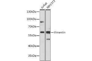 Western Blotting (WB) image for anti-Vimentin (VIM) (AA 1-200) antibody (ABIN3016292)