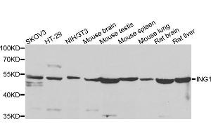 Western blot analysis of extracts of various cell lines, using ING1 antibody (ABIN5975667) at 1/500 dilution. (ING1 抗体)