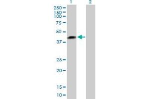 Western Blot analysis of LRRC23 expression in transfected 293T cell line by LRRC23 MaxPab polyclonal antibody. (LRRC23 抗体  (AA 1-343))
