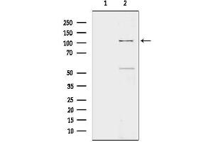 anti-Toll-Like Receptor 8 (TLR8) (C-Term) antibody