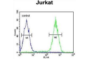 CD11b Antibody (N-term) flow cytometric analysis of Jurkat cells (right histogram) compared to a negative control cell (left histogram). (CD11b 抗体  (N-Term))