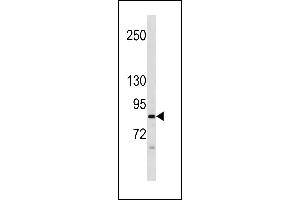 NALD2 Antibody (C-term) (ABIN1881563 and ABIN2843253) western blot analysis in CEM cell line lysates (35 μg/lane). (NAALAD2 抗体  (C-Term))
