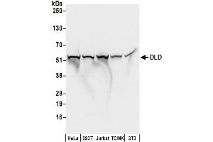 Western Blotting (WB) image for anti-Dihydrolipoamide Dehydrogenase (DLD) (AA 459-509) antibody (ABIN7453411)