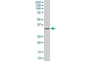 STX4 MaxPab rabbit polyclonal antibody. (Syntaxin 4 抗体  (AA 1-297))
