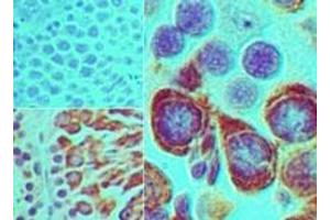 Image no. 1 for anti-Piwi-Like 2 (PIWIL2) (AA 30-80) antibody (ABIN960307) (PIWIL2 抗体  (AA 30-80))