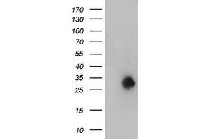 Image no. 1 for anti-N-Acetylneuraminic Acid Phosphatase (NANP) antibody (ABIN1499640) (NANP 抗体)