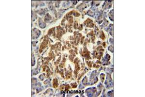 GCH1 Antibody immunohistochemistry analysis in formalin fixed and paraffin embedded human pancreas followed by peroxidase conjugation of the secondary antibody and DAB staining.