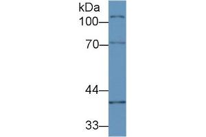 Western blot analysis of Mouse Ovary lysate, using Mouse CUZD1 Antibody (2 µg/ml) and HRP-conjugated Goat Anti-Rabbit antibody ( (CUZD1 抗体  (AA 291-545))
