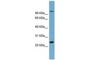 Image no. 1 for anti-Sema Domain, Immunoglobulin Domain (Ig), Short Basic Domain, Secreted, (Semaphorin) 3D (SEMA3D) (AA 611-660) antibody (ABIN6743845) (SEMA3D 抗体  (AA 611-660))