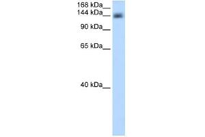 CPSF1 antibody used at 0. (CPSF1 抗体  (Middle Region))
